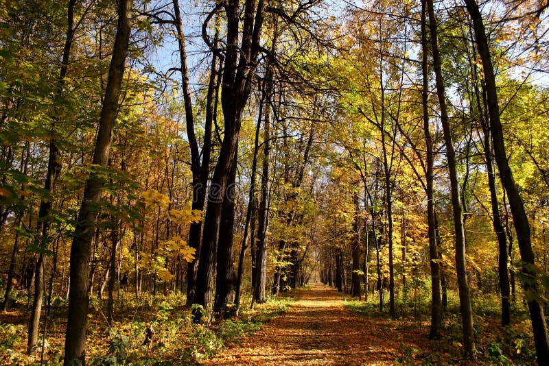 Autumn park.