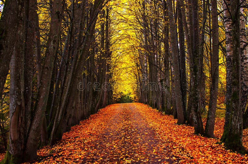 Autumn park alley. Bright autumn trees and orange autumn leaves.