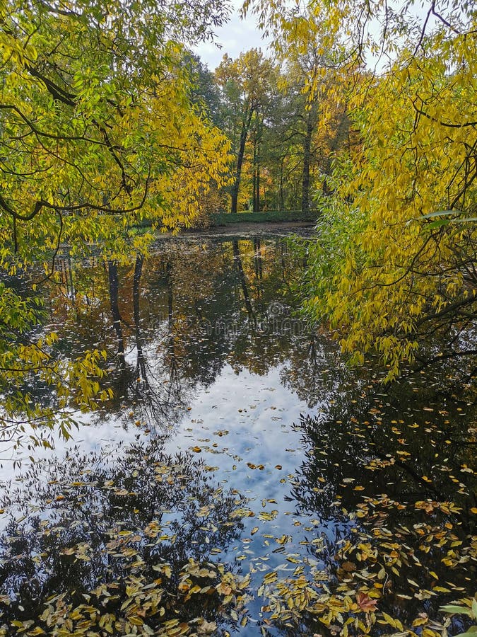 Autumn in the Park. Trees with Yellowing Leaves Grow Around the Pond ...