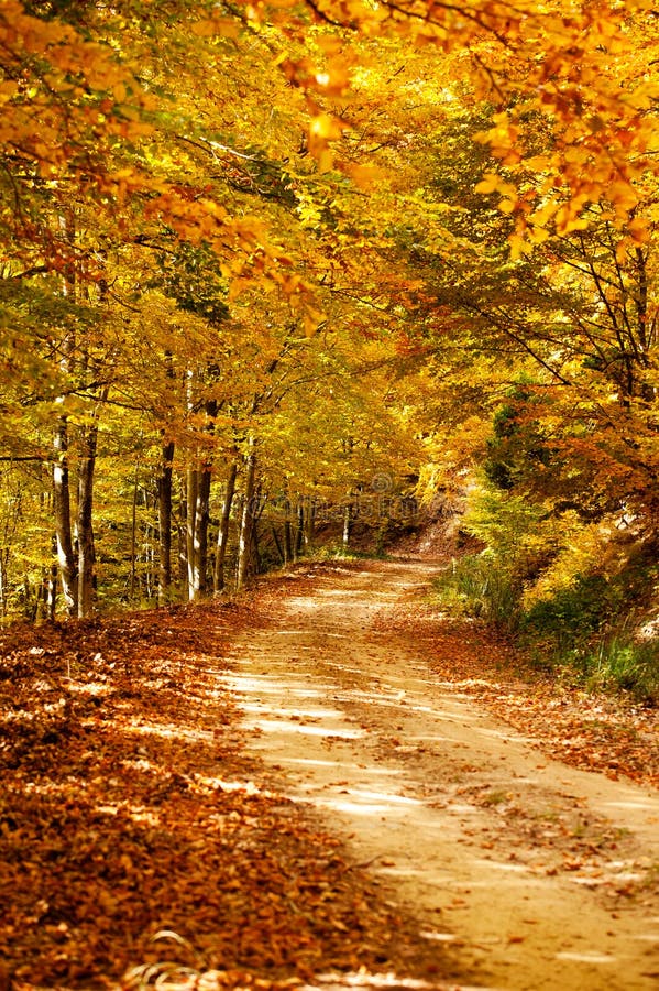 Autumn path