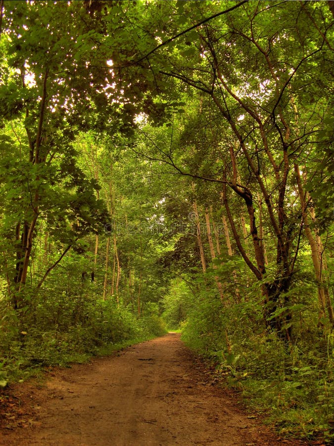 Autumn path in forest stock image