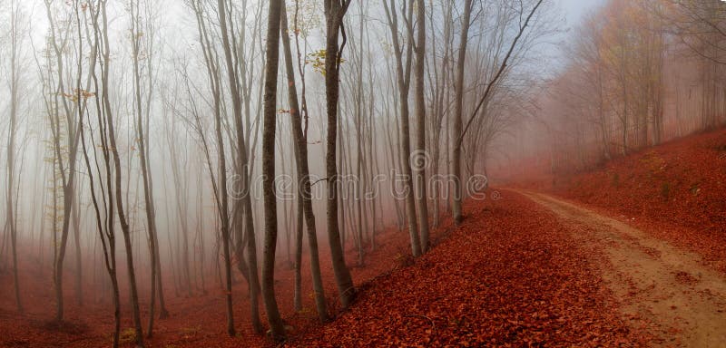 Autumn path