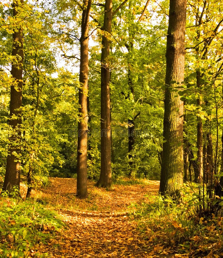 Autumn path among trees