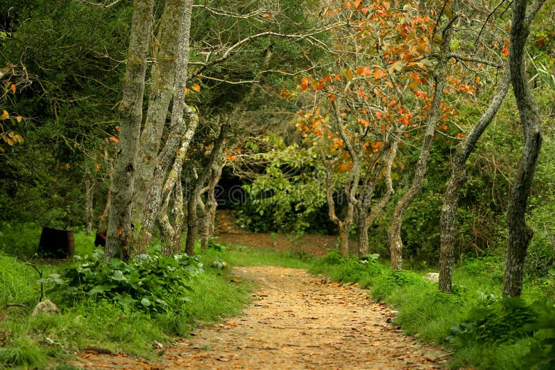 Ein Herbst-Gefühl Weg in Landschaft mit geringer Schärfentiefe.