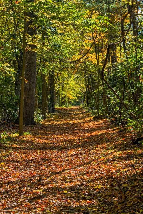 Green leaves and fallen leaves are seen together on a walk in the early autumn woods of Indiana. Green leaves and fallen leaves are seen together on a walk in the early autumn woods of Indiana.