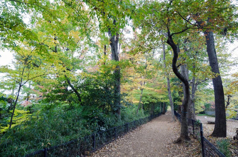 Autumn Pathway i skogen royaltyfri fotografi Autumn Pathway i skogen royaltyfri fotografi