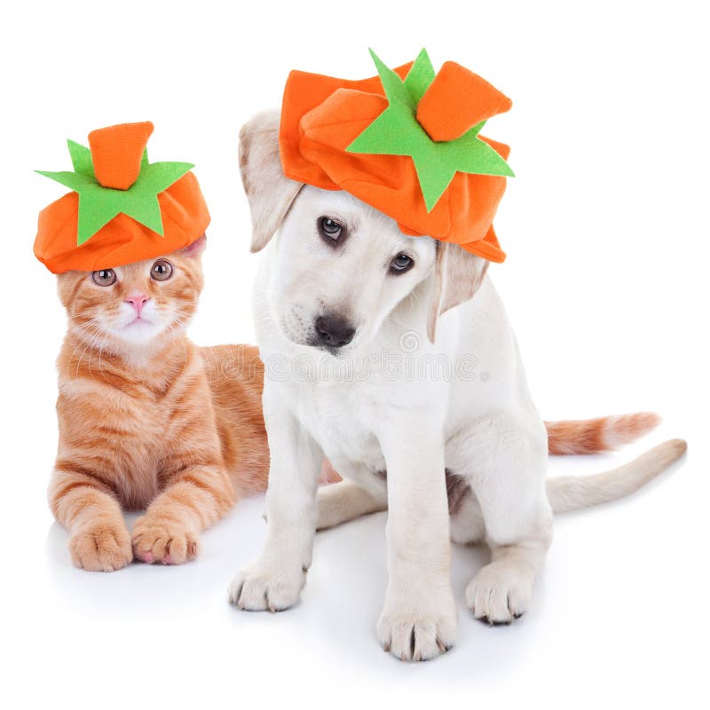 Autumn pet puppy dog and kitten cat together dressed up and wearing Fall pumpkin costume for Thanksgiving and Halloween trick or treat. Autumn pet puppy dog and kitten cat together dressed up and wearing Fall pumpkin costume for Thanksgiving and Halloween trick or treat