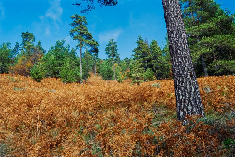 Autumn in a pine forest stock photo. Image of plants - 60429944