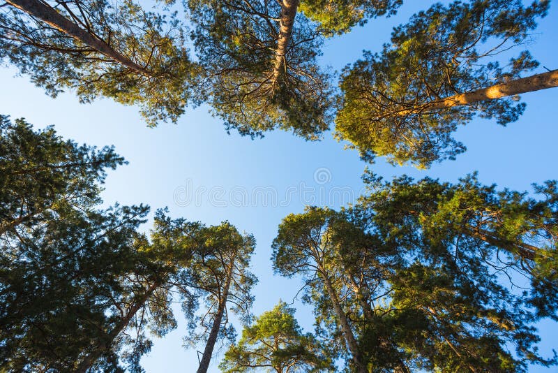 The autumn pine forest stock photo. Image of leaf, environmental 79922140