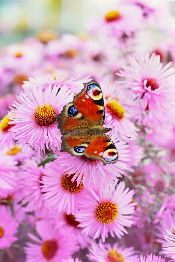 Autumn pink chrysanthemum or aster flowers background with beautiful european peacock butterfly royalty free stock photo Autumn pink chrysanthemum or aster flowers background with beautiful european peacock butterfly royalty free stock photo