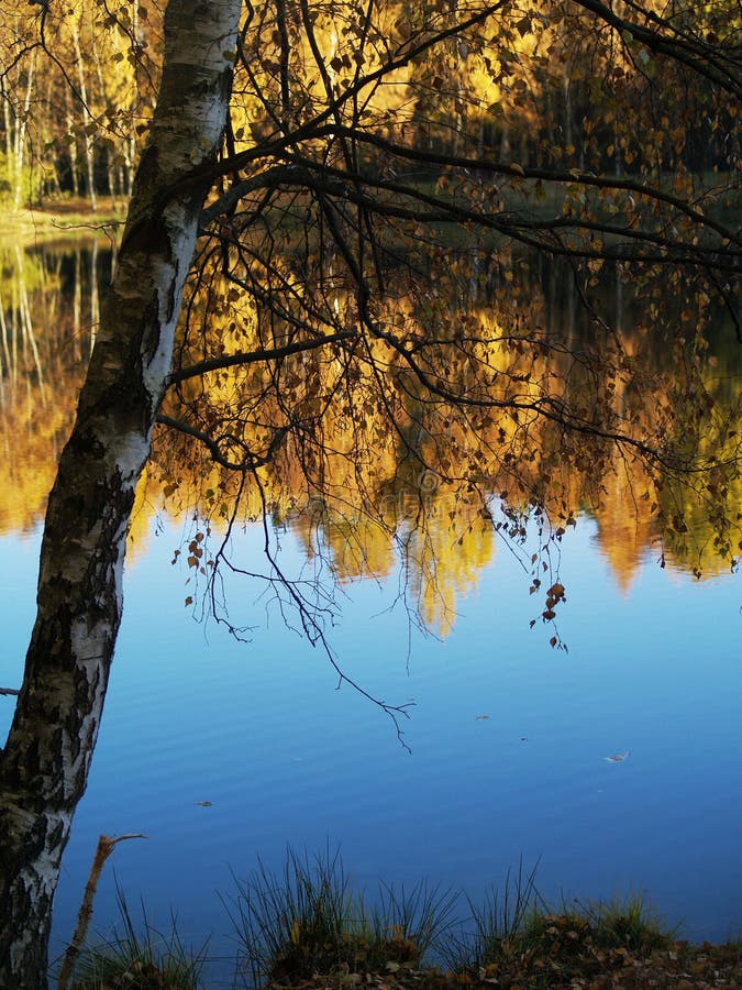 Autumn pond royalty free stock photo