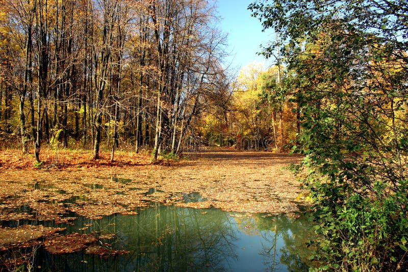 Autumn pond.