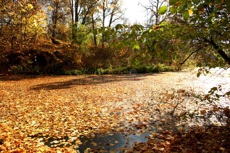 Autumn pond.