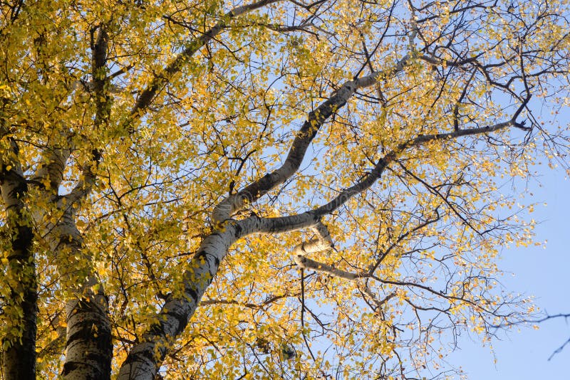 Autumn Poplar Tree Branches with Yellow Leaves Stock Image Image of
