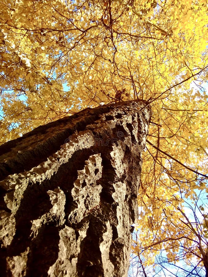 Autumn poplar tree with yellow crown view from below