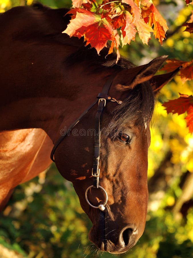 Autumn portrait of the bay horse