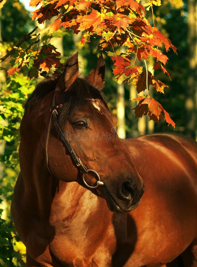 Autumn portrait of wonderful bay horse