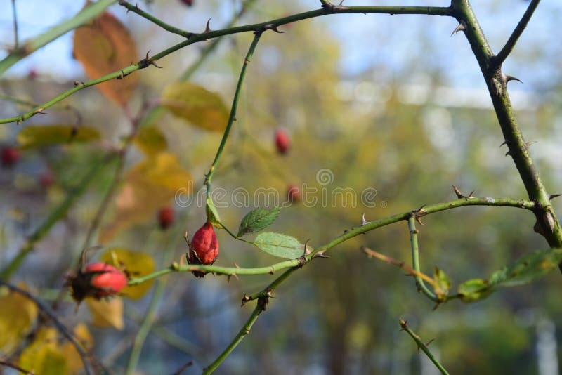 Autumn Prickly Shrub with Berries Stock Image Image of shrub, macro