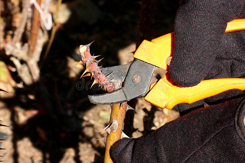 Autumn pruning