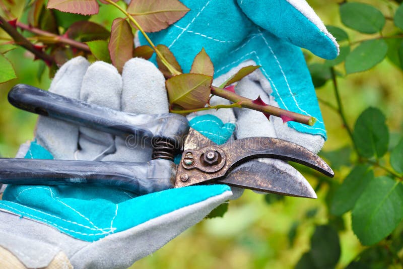 Autumn pruning roses in the garden, close-up gardener`s hands with secateurs