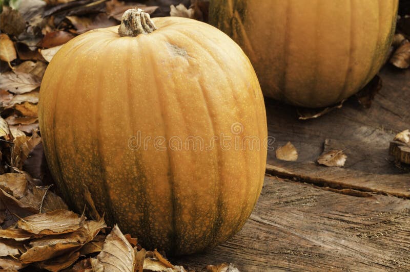 Shot of a pumpkin surrounded by fallen leaves depicting an Autumn/Halloween scene. Shot of a pumpkin surrounded by fallen leaves depicting an Autumn/Halloween scene