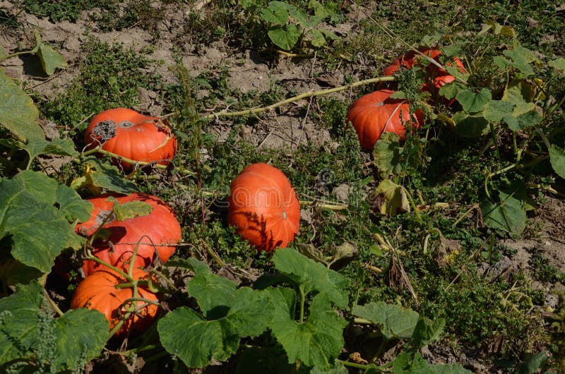 Pumpkin and squash field stock images