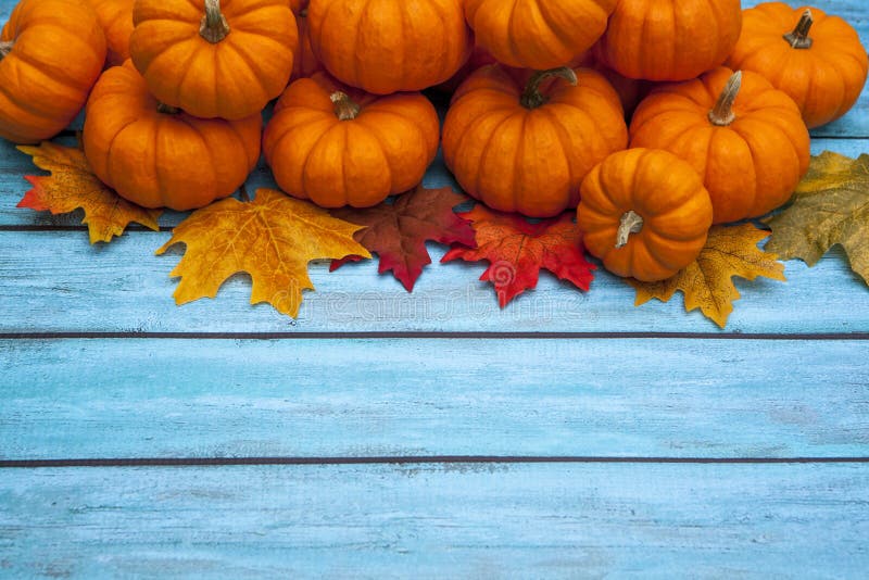 Autumn mini pumpkin thanksgiving background. Autumn mini pumpkin thanksgiving background