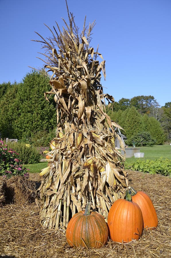 Autumn Pumpkins and Corn Shocks Stock Photo - Image of coloring ...