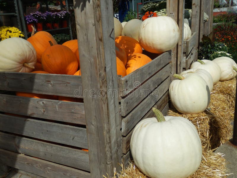 Autumn Pumpkins, paille et mamans photos libres de droits Autumn Pumpkins, paille et mamans photos libres de droits