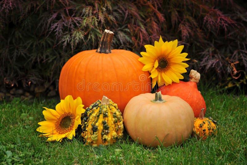 Autumn Pumpkins and Sunflower Stock Image Image of autumn, nature