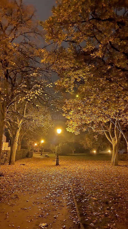 Autumn Rainy Night with Lonely Bench Under Yellowed Trees in the Park ...