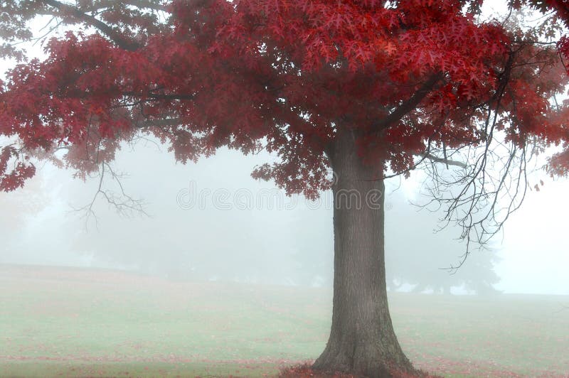 Autumn Red