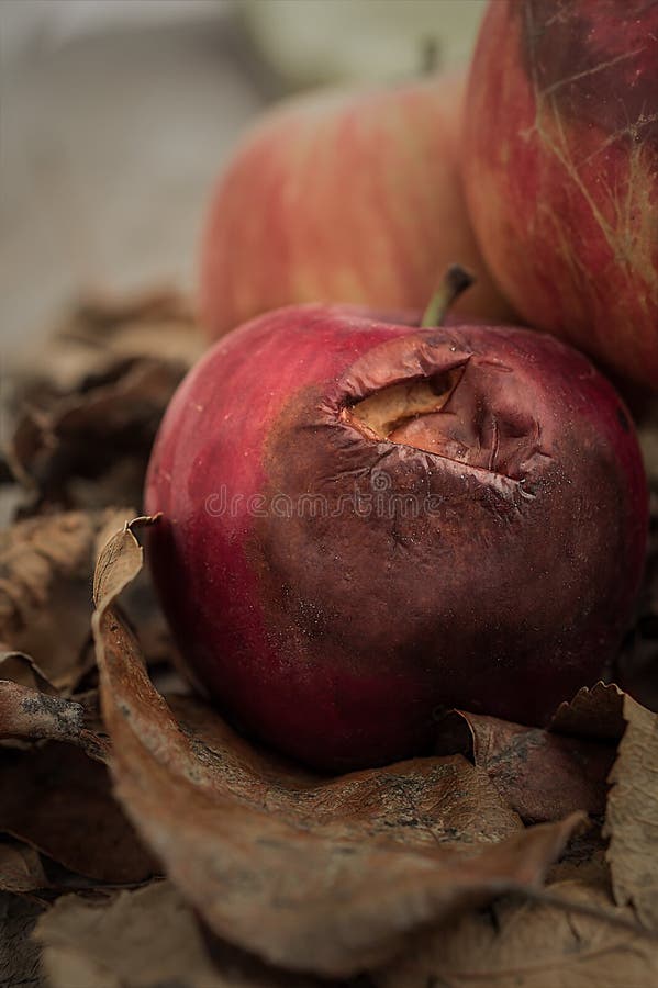 Autumn red apple of a little rotten