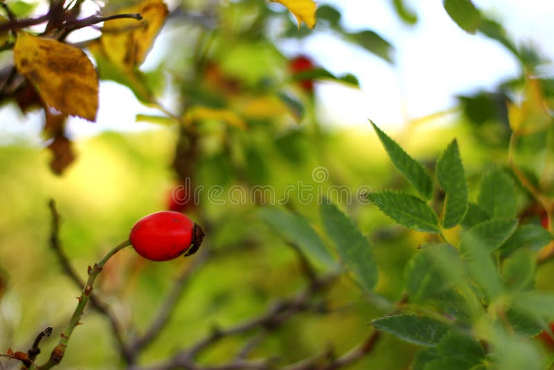 Autumn red dog rose tree growing stock image Autumn red dog rose tree growing stock image