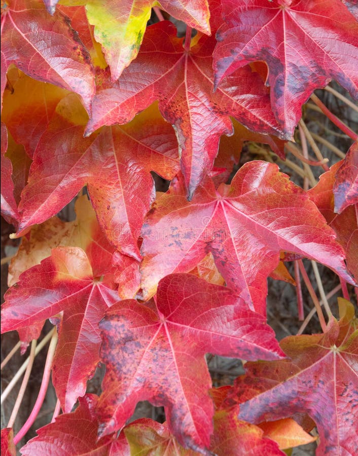 Autumn ivy crazekesil
