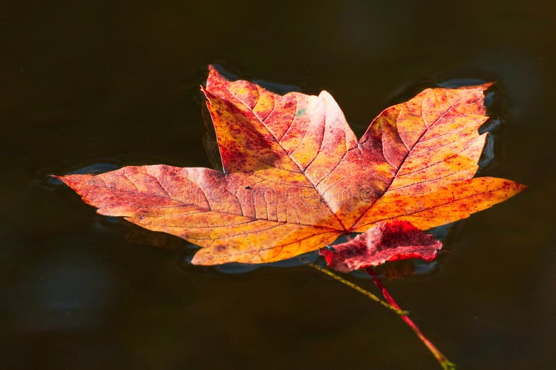 Autumn red leaf