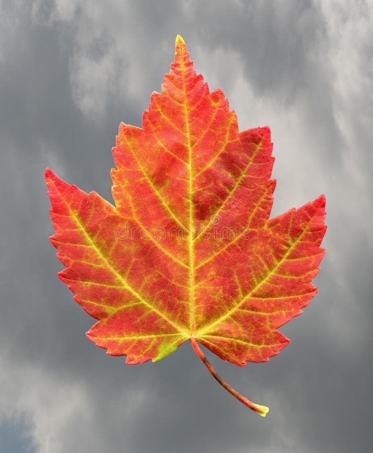 Autumn Red Maple Leaf