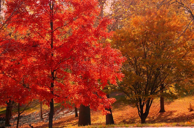 Autumn red tree