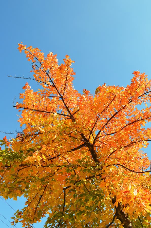 Autumn red tree stock image. Image of clouds, outdoor 30366899
