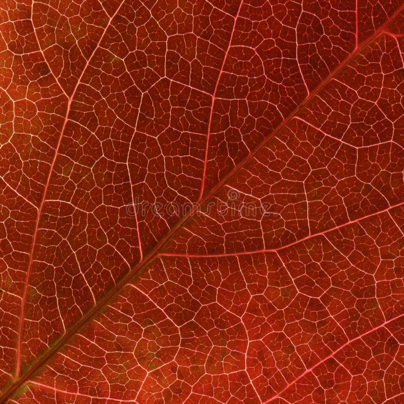 Autumn red Virginia creeper leaf veins close up.