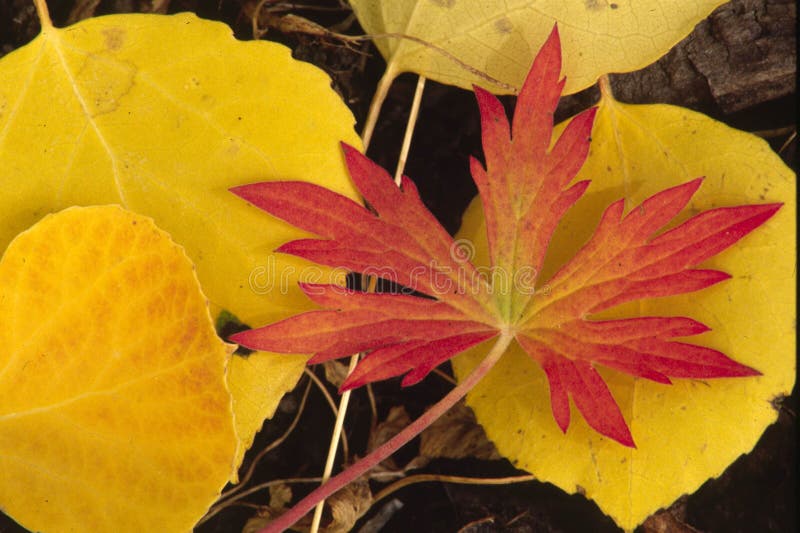 Autumn Red and Yellow