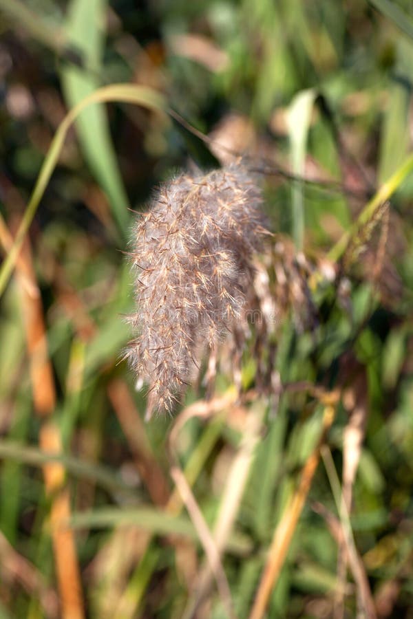 Reed Flowers in Full Bloom on Sky Background Closeup Giant Reed Stock
