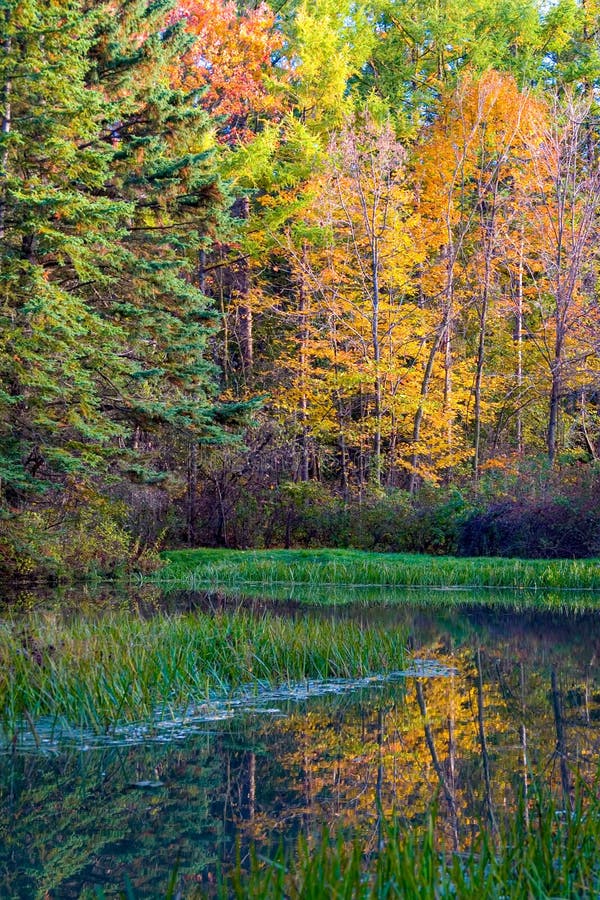 Autumn Reflections na floresta nacional dos lagos finger