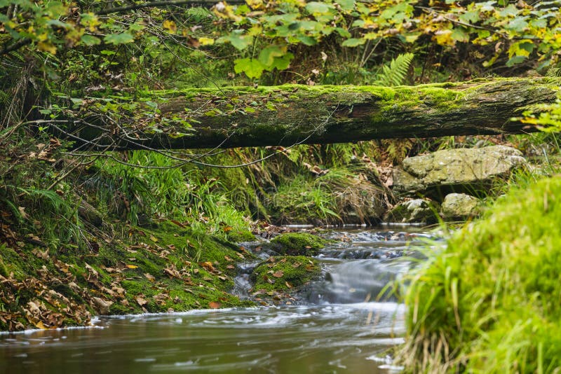 Autumn River And Fallen Tree