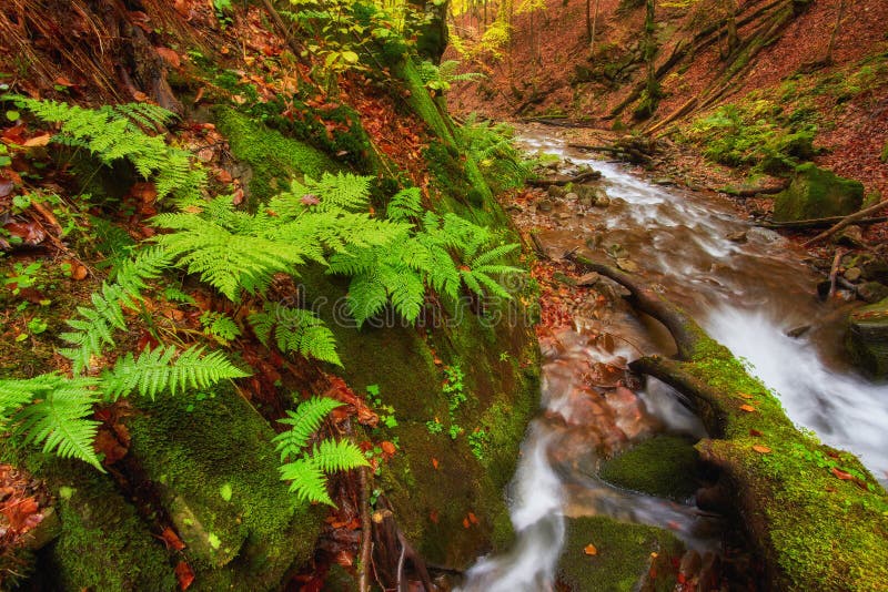 Autumn River Floresta colorida acima do rio da montanha Água abaixo imagem de stock Autumn River Floresta colorida acima do rio da montanha Água abaixo imagem de stock