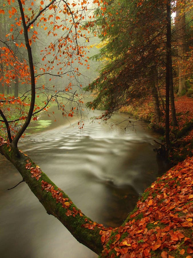 Autumn river in forest. Bended tree above water level