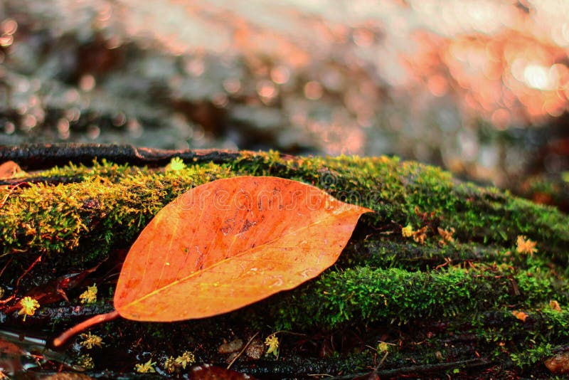 Autumn River with Leaf