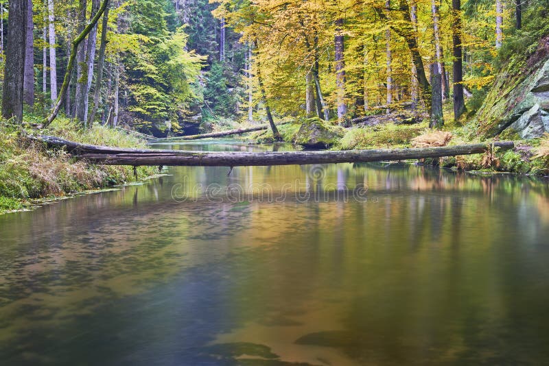 Autumn river with trees
