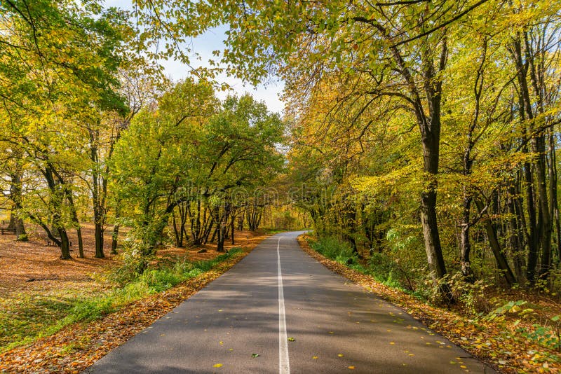 A forest path, flanked on one side by a tree and on the other by a