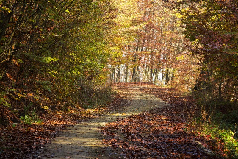 Autumn road through the forest with bright side sun rays. Forest dirt road in the warm sun light coming through the trees stock photo Autumn road through the forest with bright side sun rays. Forest dirt road in the warm sun light coming through the trees stock photo